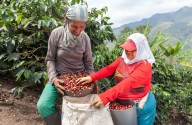 Auge cafetalero nacional proyecta oportunidades para los productores nariñenses