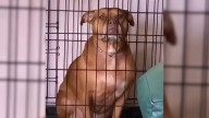 Illinois Dog Locked In A Cage Her Whole Life Finally Learns What Love Feels Like