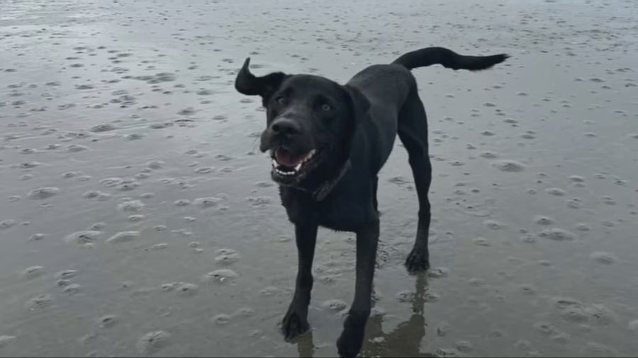 Dog beaten to death at Seattle kennel by ex