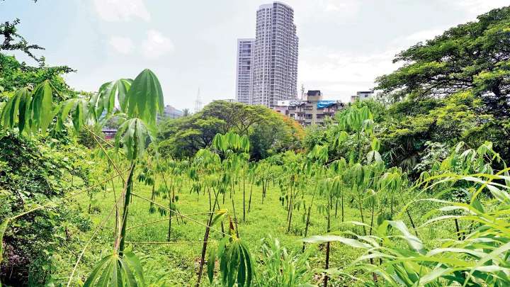 Only half of trees planted by metro authority in SGNP survived: State to SC