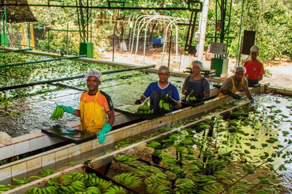 Asbama advierte que tensiones con Estados Unidos amenazan el empleo rural del Caribe