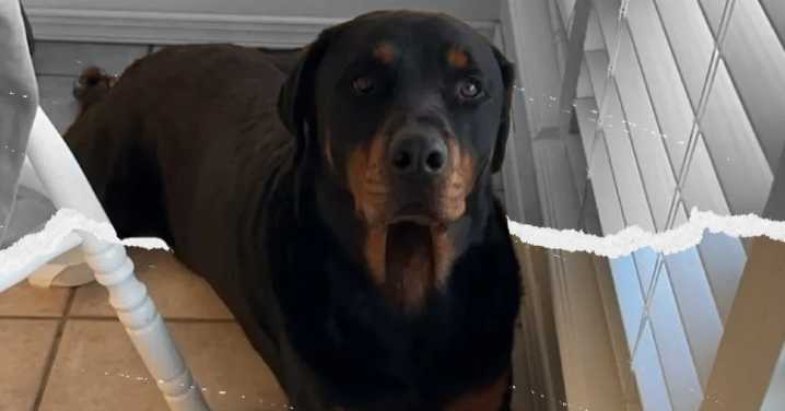 El Paso Family Seeks Justice After Border Patrol Agents Fatally Shot Their Dog