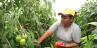 Más de la mitad de las mujeres rurales no acceden a servicios financieros en la región: un problema que va más allá del dinero