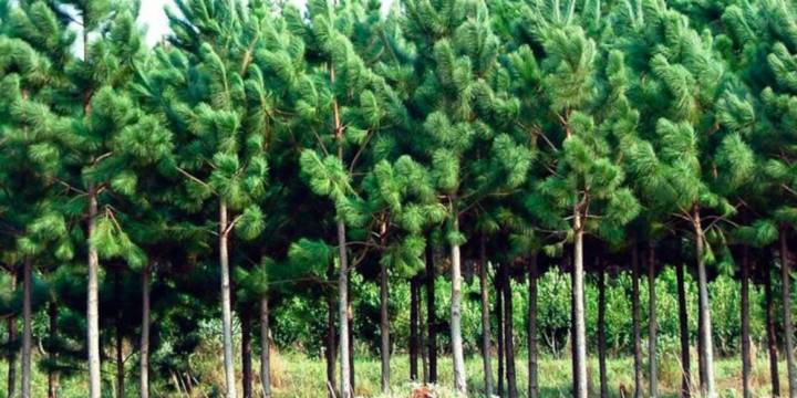 Sirex obesus: la nueva amenaza que acecha a los pinares del Cono Sur