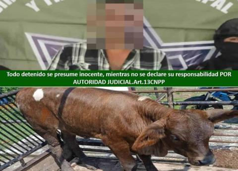 Detuvo la municipal a presunto abigeo