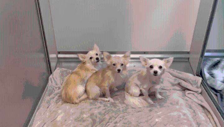 11 dogs and 2 cats rescued after living in overcrowded, unsafe conditions