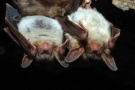 Martensville resident receives rabies vaccination after bat bites