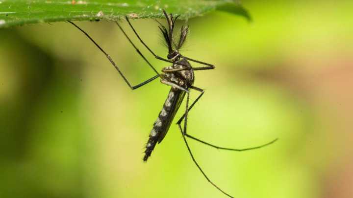 Mosquitoes in Iceland confirmed for first time, monitoring needed to determine establishment: Entomologist