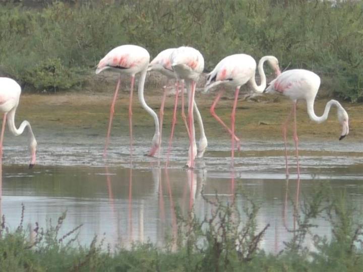 Flamingos arrive in Tamil Nadu's Thoothukudi