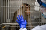 Trump might shut down UW’s Primate Research Center. Should he?