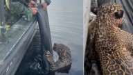 Jaguar herido que llevaba horas nadando fue rescatado del Río Negro por autoridades y especialistas en fauna silvestre de Brasil