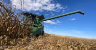 Disease results in variable yield in north