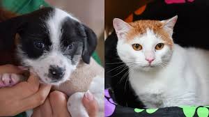 Día de los Animales en Bogotá: jornada de adopción de perros y gatos este 4 de octubre