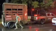 Militares ingresan nuevamente a CU por traslado de caballo a hospital equino