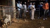 A neglected and ancient trade in Spain gets a boost from African migrants