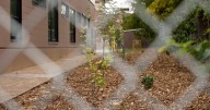 Denver high school working to raise $100,000 for community garden after EPA grant cut