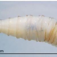 New Mexico agriculture industry, agencies prepare as screwworm flies closer