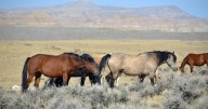 14 horses have been infected with West Nile Virus in Utah