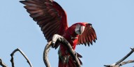 Un guacamayo murió por el disparo de una gomera en Corrientes y buscan identificar al responsable