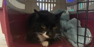 Adopt a Pet: Meet Inkwell!