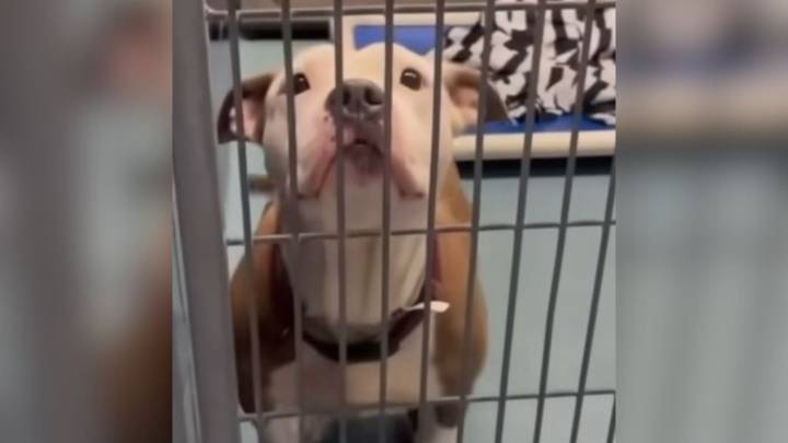 Texas Pit Bull Mom Found On The Street Without Her Babies Escapes Euthanasia After A Hopeful Turn