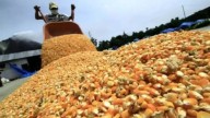 El campo proyecta cosecha récord de trigo: 23 millones de toneladas y expectativas por el dólar agro