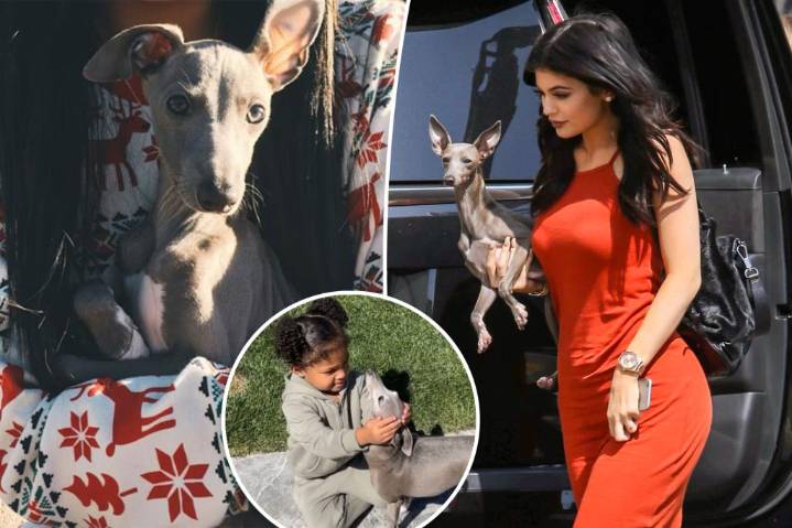 Kylie Jenner mourns loss of 'sweet' greyhound dog Norman