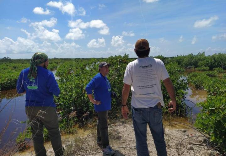Revertir daños en manglares de Sian Ka'an cuesta hasta 100 mil pesos por hectárea