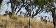 Lanai axis deer hunting season applications to open next week