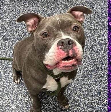 Shelter favorite with goofy charm ready for adoption in Jackson