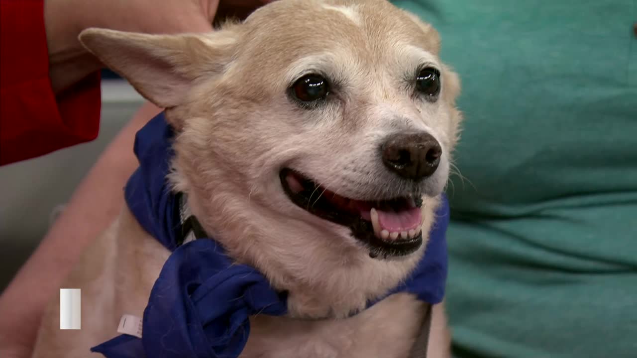 Empty the Shelters event at Pets and People offers $30 pet adoptions