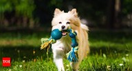 Why playing fetch is good for dogs and owners: Physical and mental health benefits