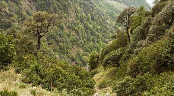 India Climbs to 9th Spot in Global Forest Area Ranking
