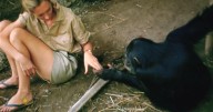Passage: Remembering Jane Goodall