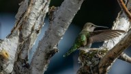 If You Have A Dog Or Cat, You Already Have The Perfect Hummingbird Nesting Material