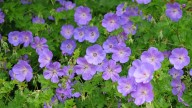 15 Purple Perennials To Plant In Fall To Enjoy Year After Year
