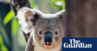 NSW government rejected expert advice before failed koala reintroduction that left more than half dead