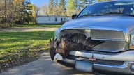 Bald eagle stuck in truck grille in Kittson County rescued by DNR