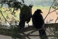 Trasladaron cinco muitú desde el Parque de la Biodiversidad de Córdoba a Corrientes