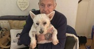 Dog to be destroyed because of incident outside Tesco