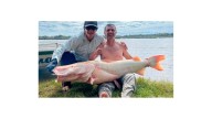 Pescadores capturaron un surubí albino de 50 kilos y lo devolvieron al río Uruguay