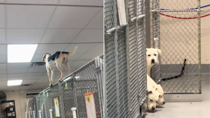 Virginia Shelter Dog Climbs Crate Wall In Desperate Plea For A Way Out