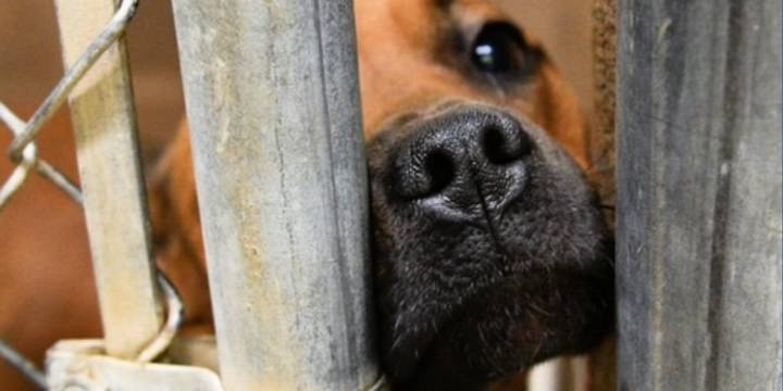Upstate shelter at critical capacity may have to euthanize animals