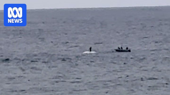 Video captures person standing on dead whale