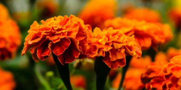 Atole de cempasúchil: la bebida secreta del Día de Muertos que debes probar