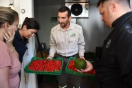 Empresa del norte misionero producirá pulpa de palta para comercializar