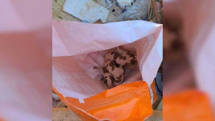 Construction Worker In Virginia Hears Faint Cries From Dumpster And Makes A Heartbreaking Discovery