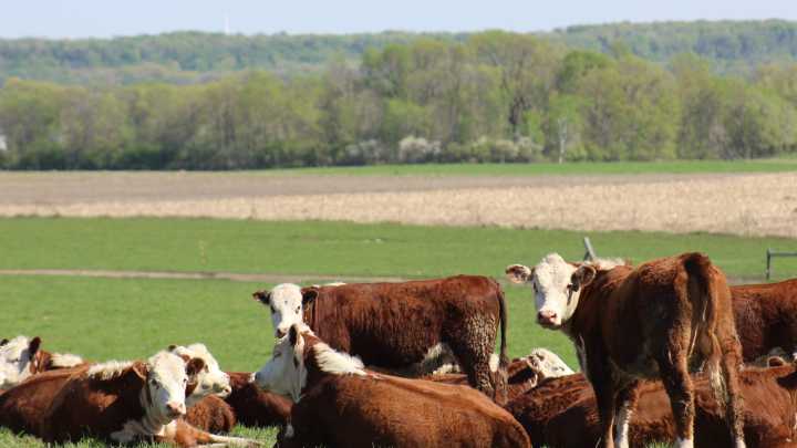 Why are beef prices going up? What to know as politicians beef over cattle production