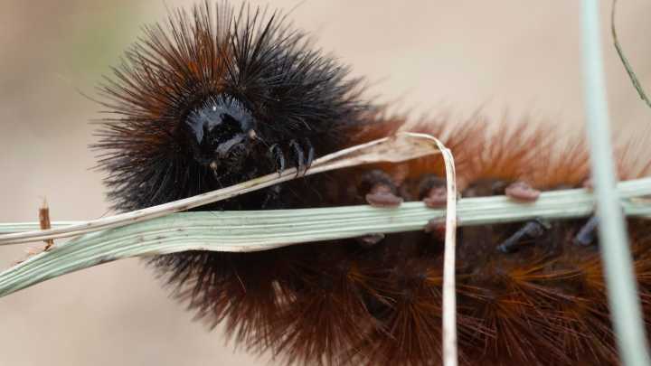 Woolly bears get credit, blame for winter weather. Do they really forecast conditions?