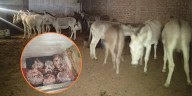 PNP clausura camal clandestino de carne de equino ilegal en Trujillo